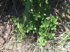 Lantana xenica