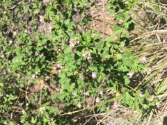 Lantana xenica