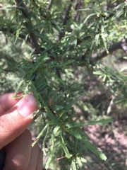 Prosopis torquata
