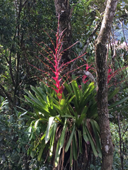 Vriesea philippocoburgi