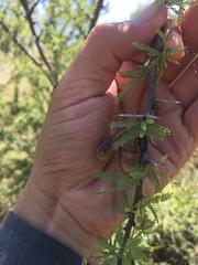 Prosopis torquata