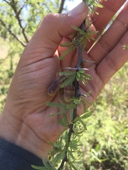 Prosopis torquata