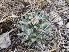 Coryphantha salinensis