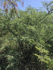 Prosopis torquata