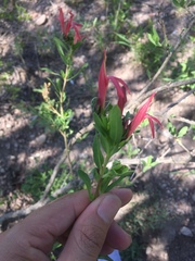 Justicia xylosteoides
