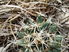 Coryphantha salinensis
