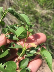 Amphilophium carolinae