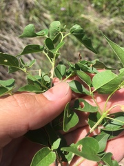 Amphilophium carolinae