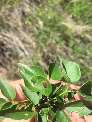 Amphilophium carolinae