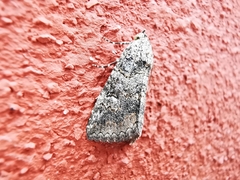 Eubolina impartialis