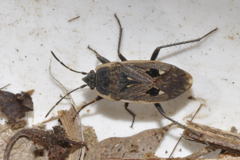 Graptopeltus lynceus