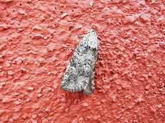 Eubolina impartialis