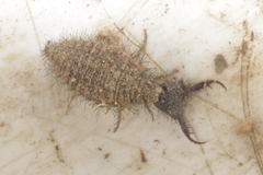 Distoleon tetragrammicus