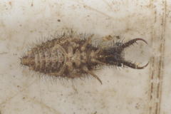 Distoleon tetragrammicus