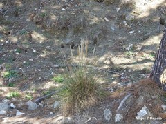 Macrochloa tenacissima