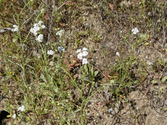 Cryptantha flaccida