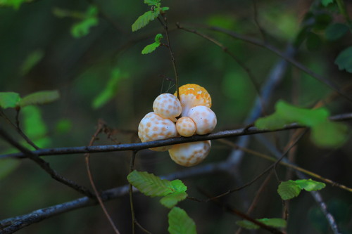 Cyttaria espinosae Lloyd