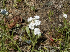Cryptantha flaccida