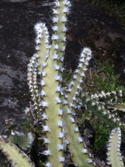 Lepismium cruciforme