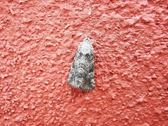 Eubolina impartialis