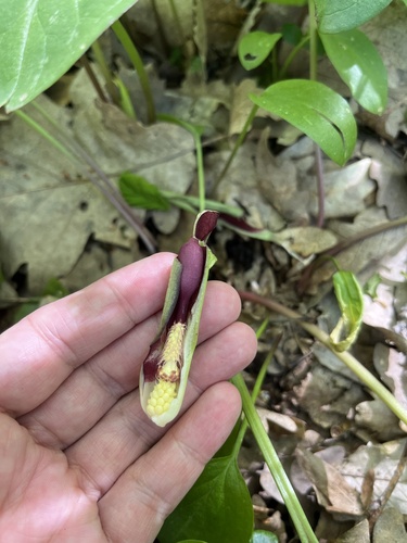 Arum orientale (Arum orientale)