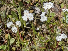 Cryptantha flaccida