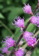 Eirmocephala brachiata