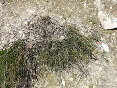 Macrochloa tenacissima