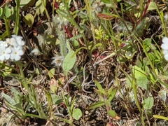 Cryptantha flaccida