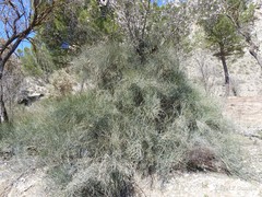 Ephedra fragilis