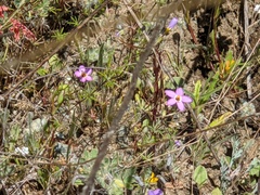 Leptosiphon ambiguus