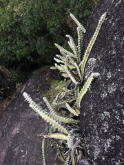 Lepismium cruciforme