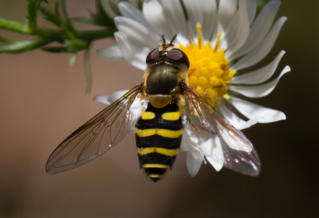  Black-legged Flower Fly (Syrphus vitripennis) Suzanne Labbé iNaturalist