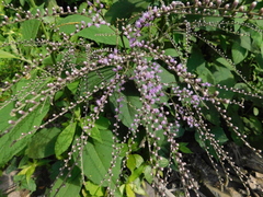 Eirmocephala brachiata