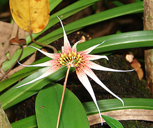 Bulbophyllum acuminatum (Ridl.) Ridl. 4