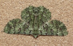 Aeolochroma viridicata