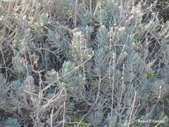 Petrosedum sediforme