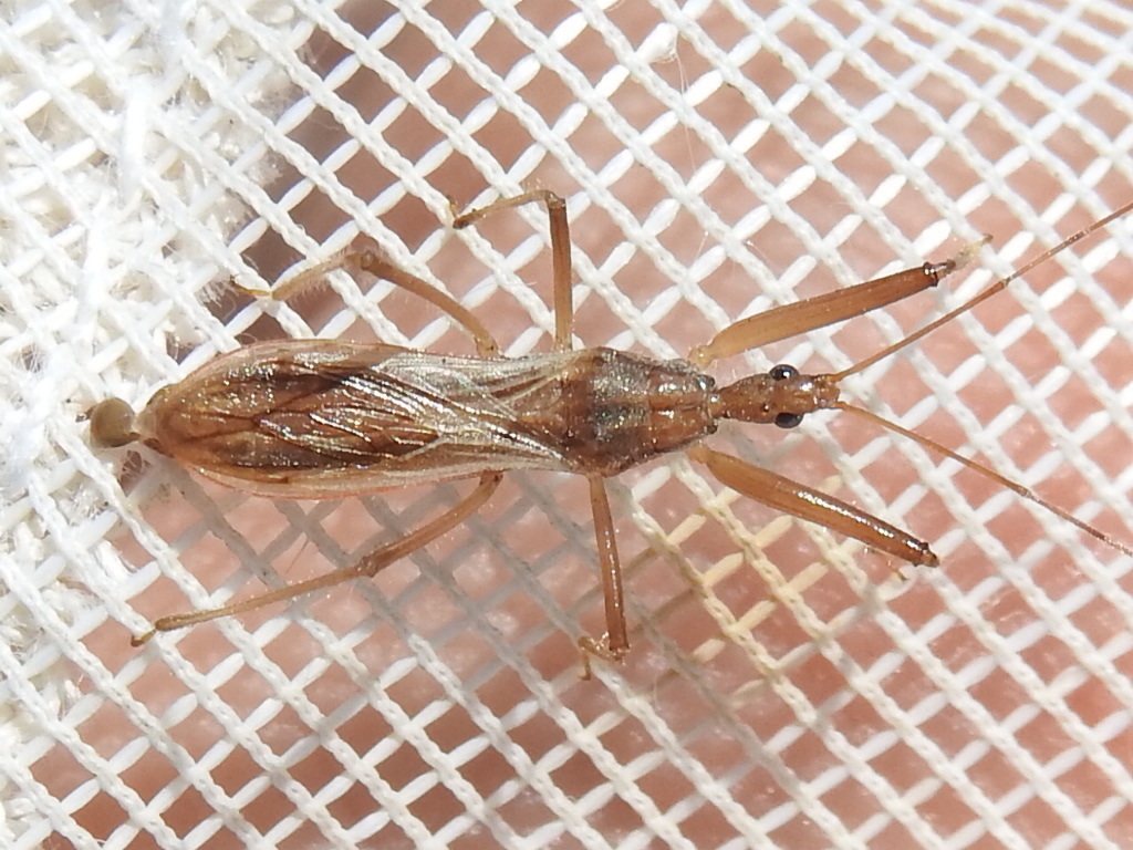 Fitchia spinosula