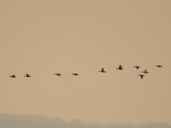 Somateria mollissima