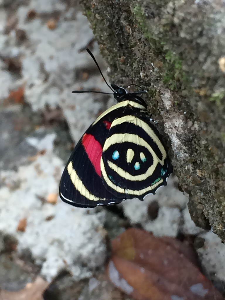 Callicore hydaspes