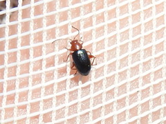 Glyptina