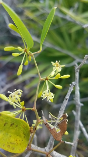 Earleaf greenbrier (Smilax auriculata)