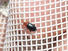 Glyptina