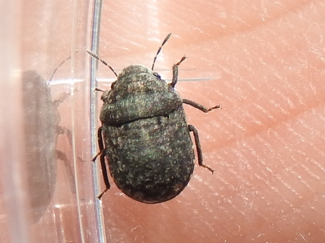 Camirus consocius