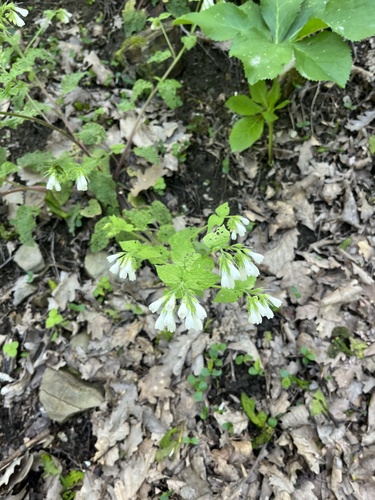 Symphytum tauricum, photograph 6