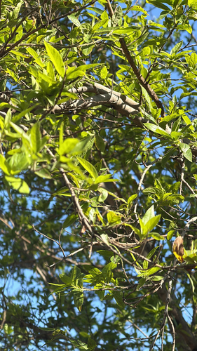 Combretum erythrophyllum, photograph 2