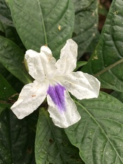 Ruellia tubiflora
