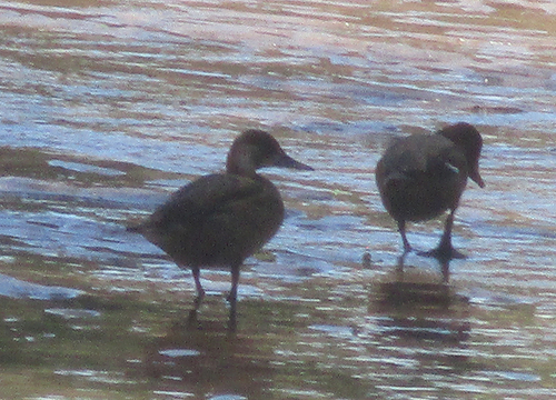 iNaturalist image