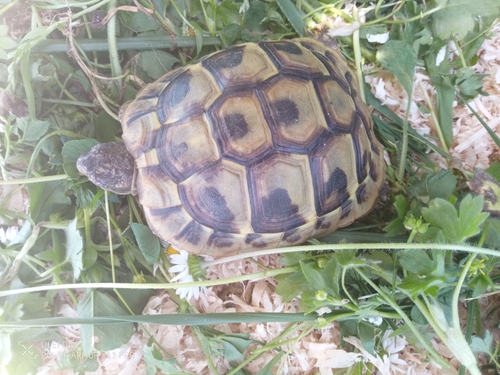 Testudo hermanni