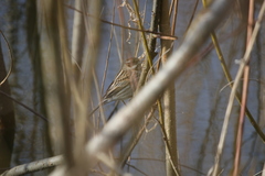 Emberiza schoeniclus